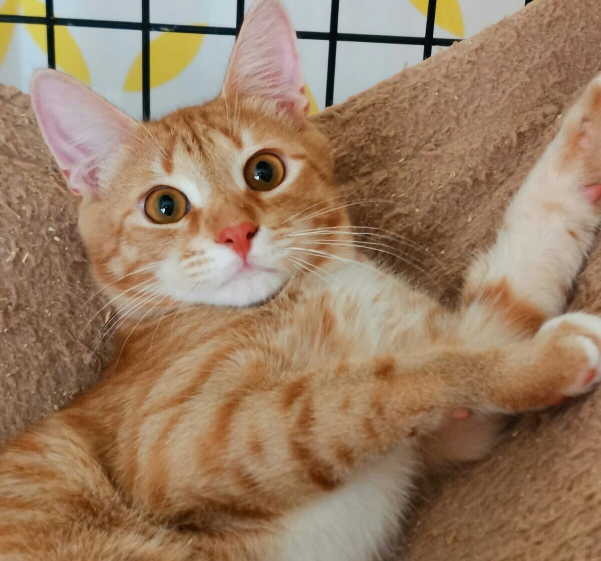 У Сердолика необыкновенные глаза.