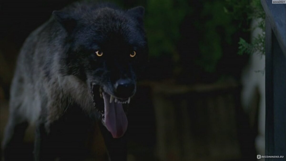 Это канадский волк, русский будет посветлее, но мне нравится его выражение лица.