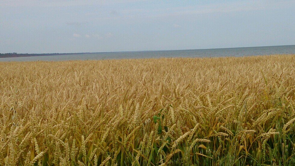 Фото автора. Поле за нашим домом. А дальше море.
