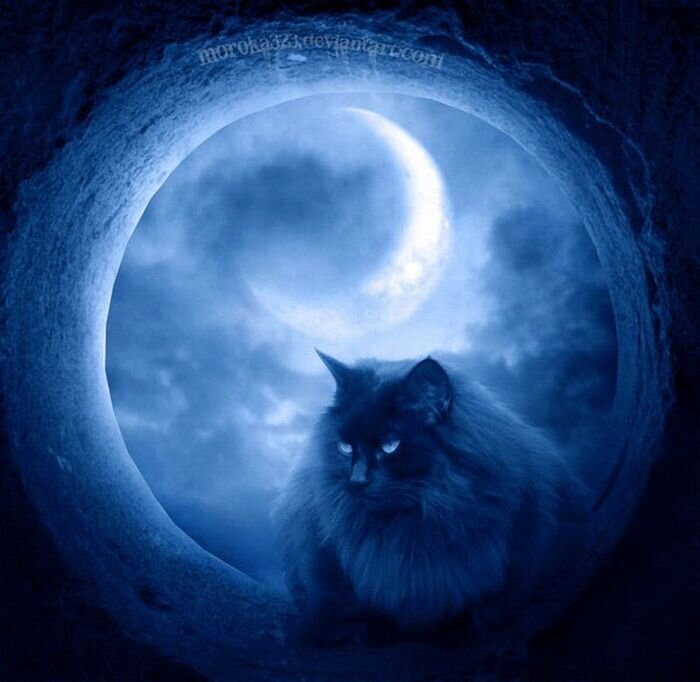 Кошки узнают ваш голос, но предпочитают его игнорировать.   