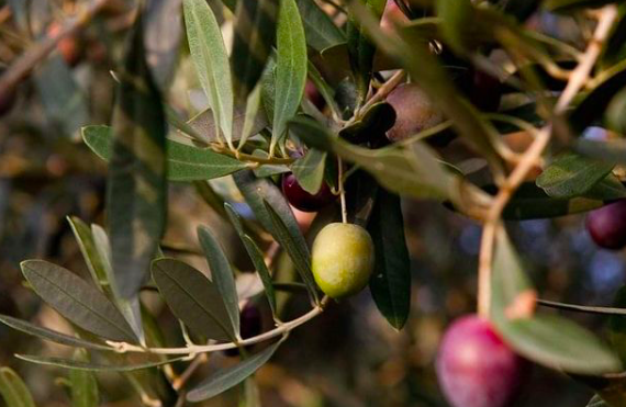 просто оливковые деревья в чужом саду (фото – Piano Piano)