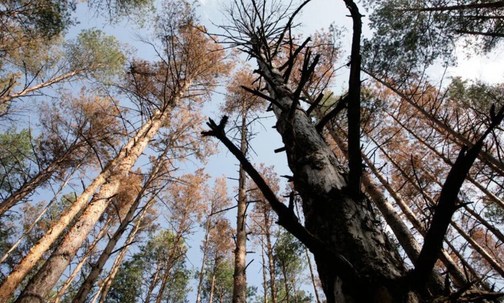 Сухое ровное дерево