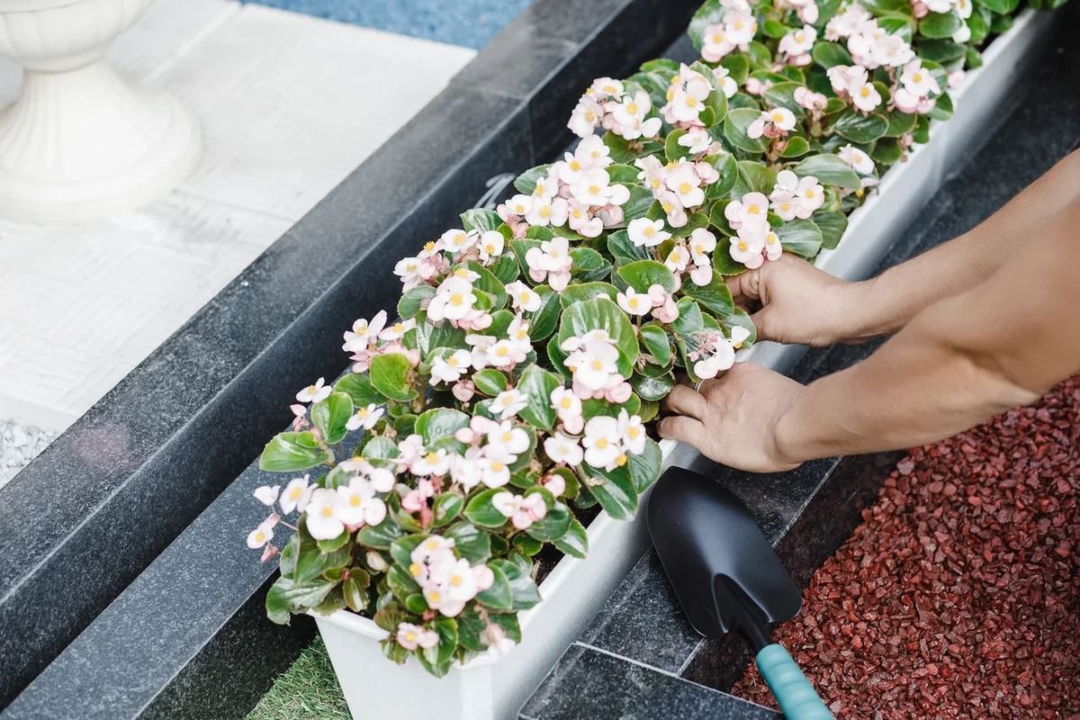 Какие цветы лучше сажать на могилу?