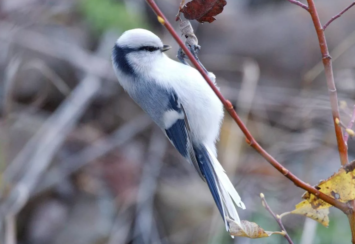 чайка белоснежная. чайки в полете. северная полярная чайка. белая чайка в арктике. край белых птиц.