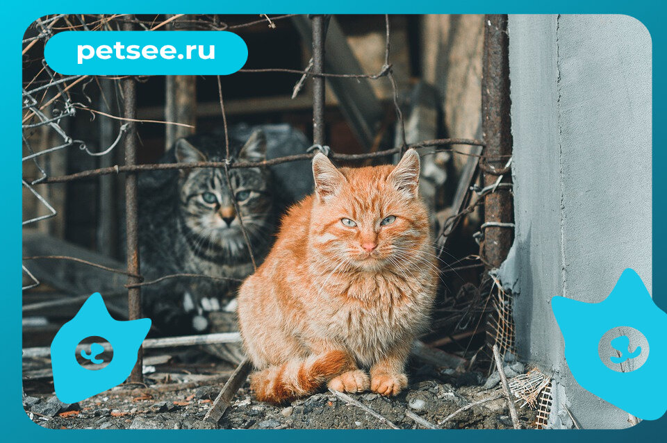 Источник: pixabay.com