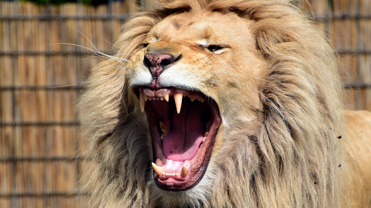 Фото из открытого источника