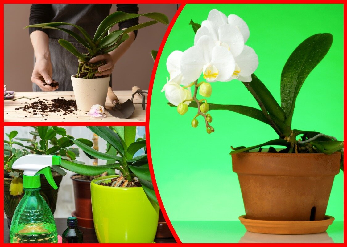 Как поливать орхидею весной в домашних условиях