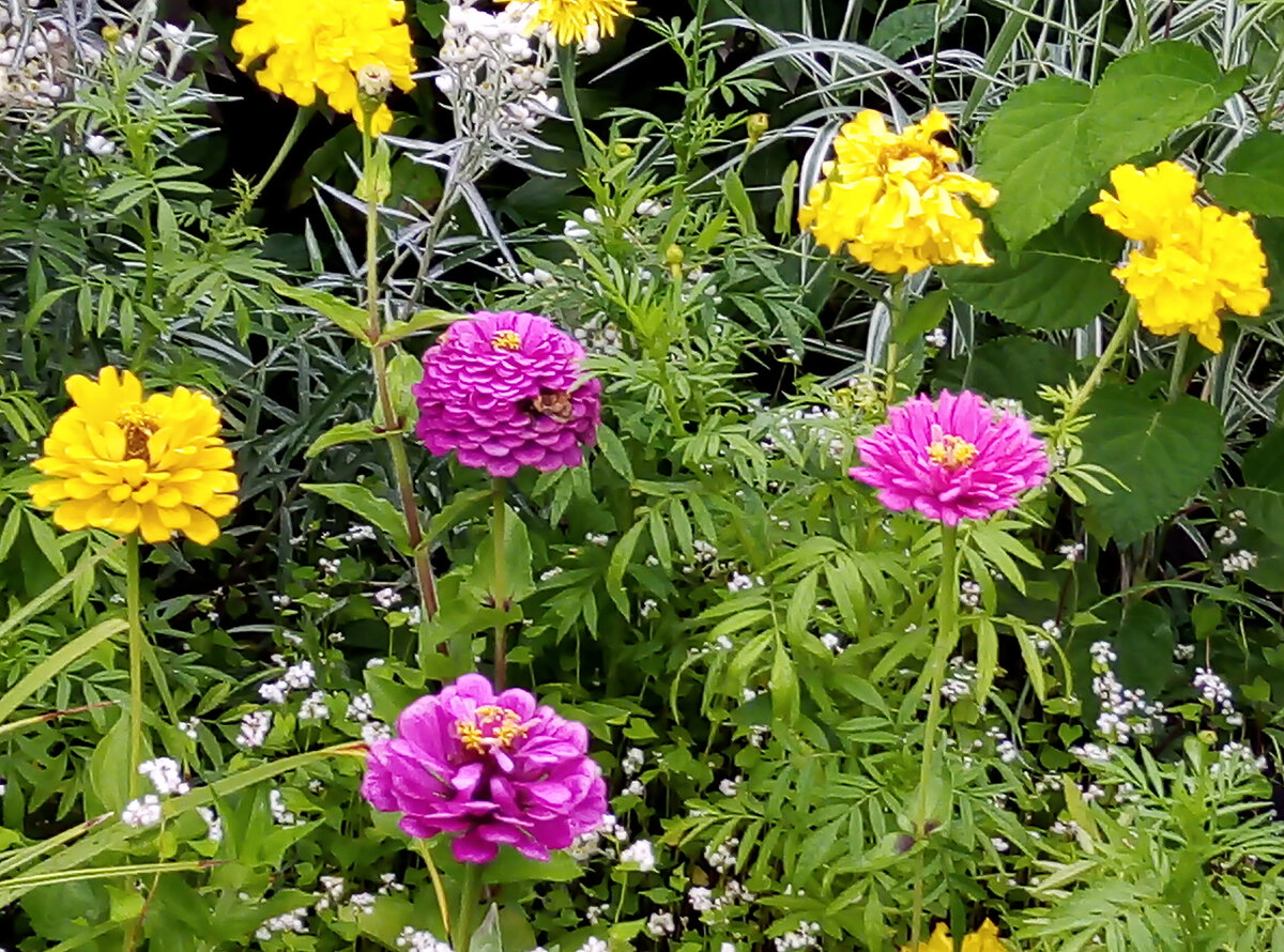 Pretty Autumn garden, Fall mums, Fall harvest
