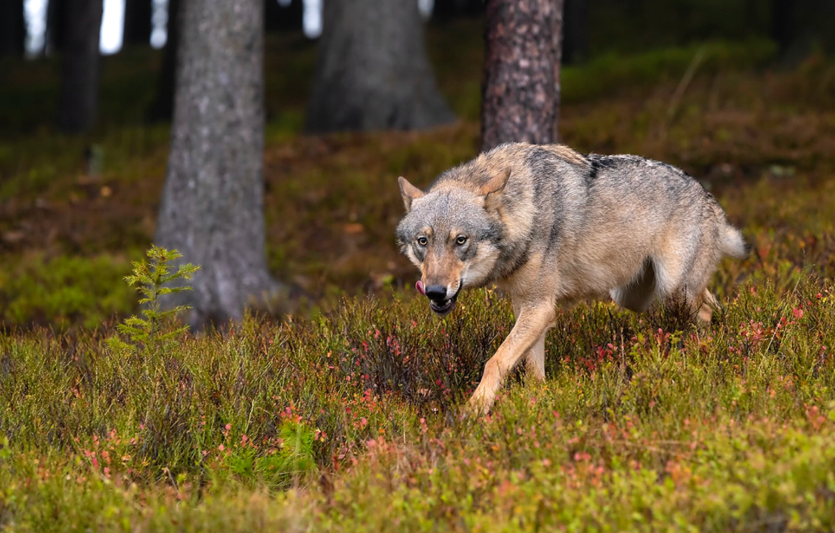 Тропами волка. Макензийский Равнинный волк. Волк canis Lupus. Тундровый волк. Волк Долины Маккензи.