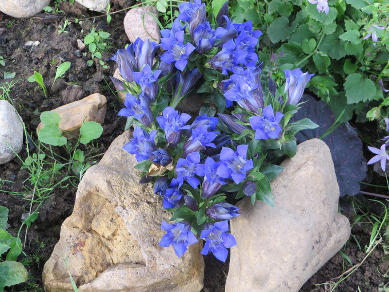 Горечавка семираздельная (Gentiana septemfida). Фото из интернета.