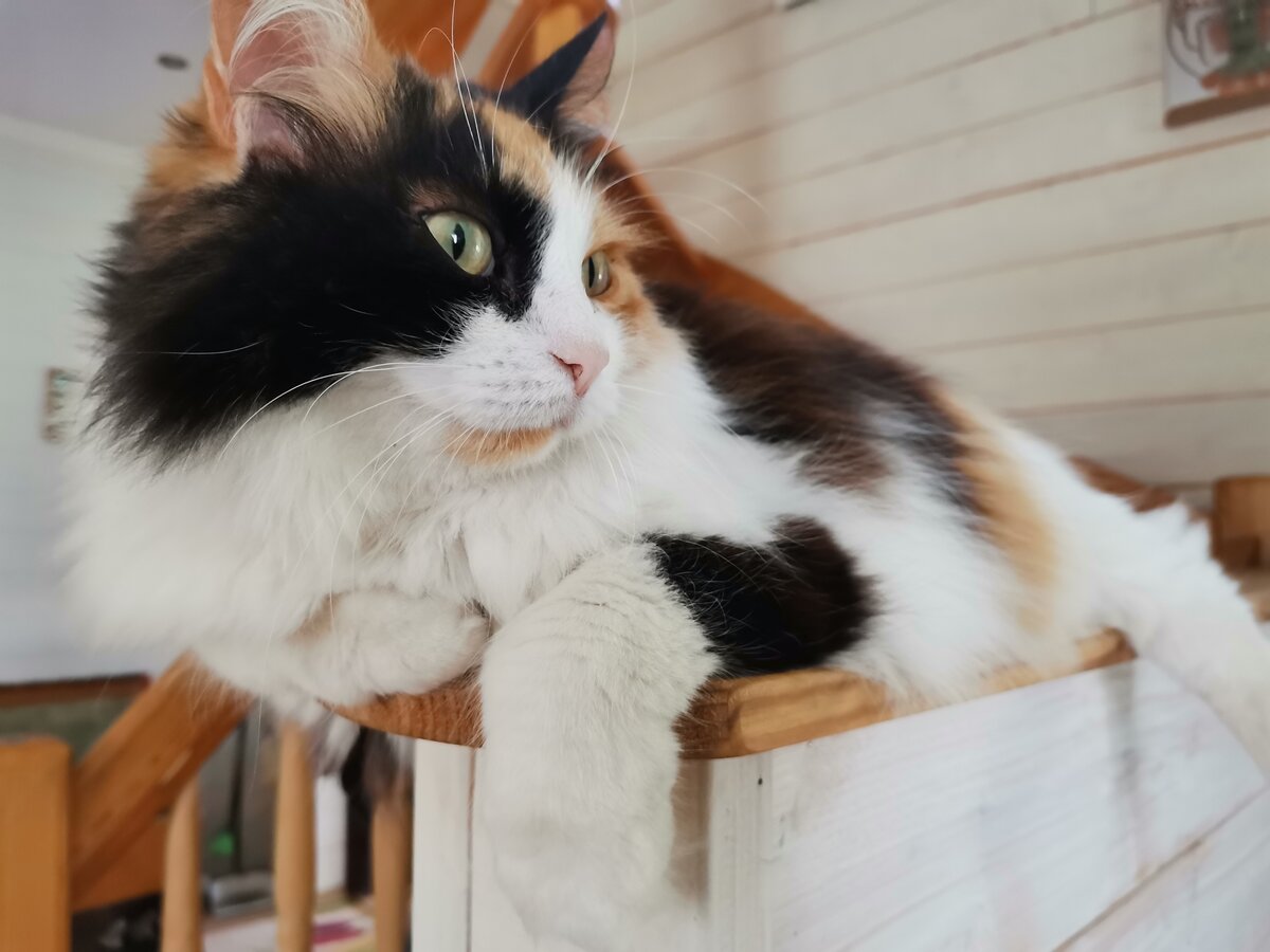 просто фото кошки с которой я жил на превью