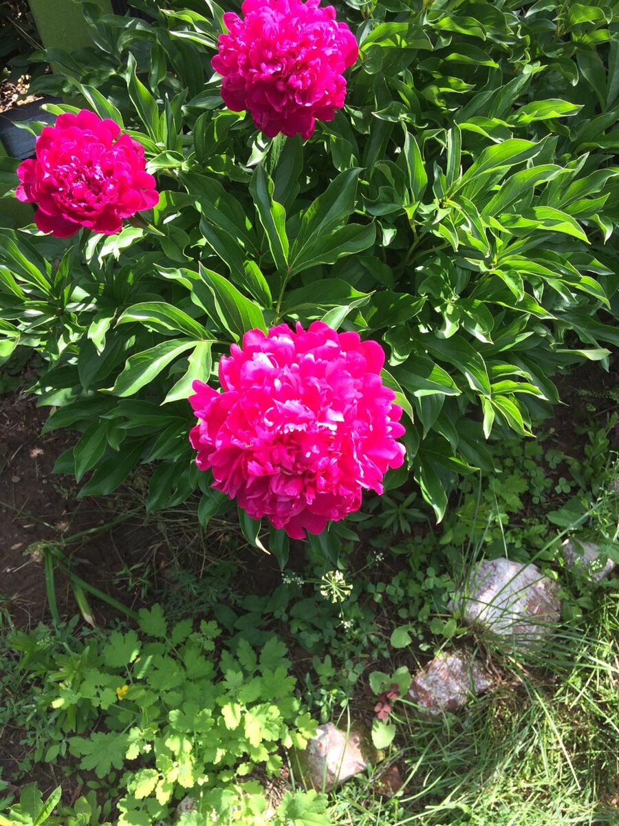 Пионы расцвёли. Фото автора. 