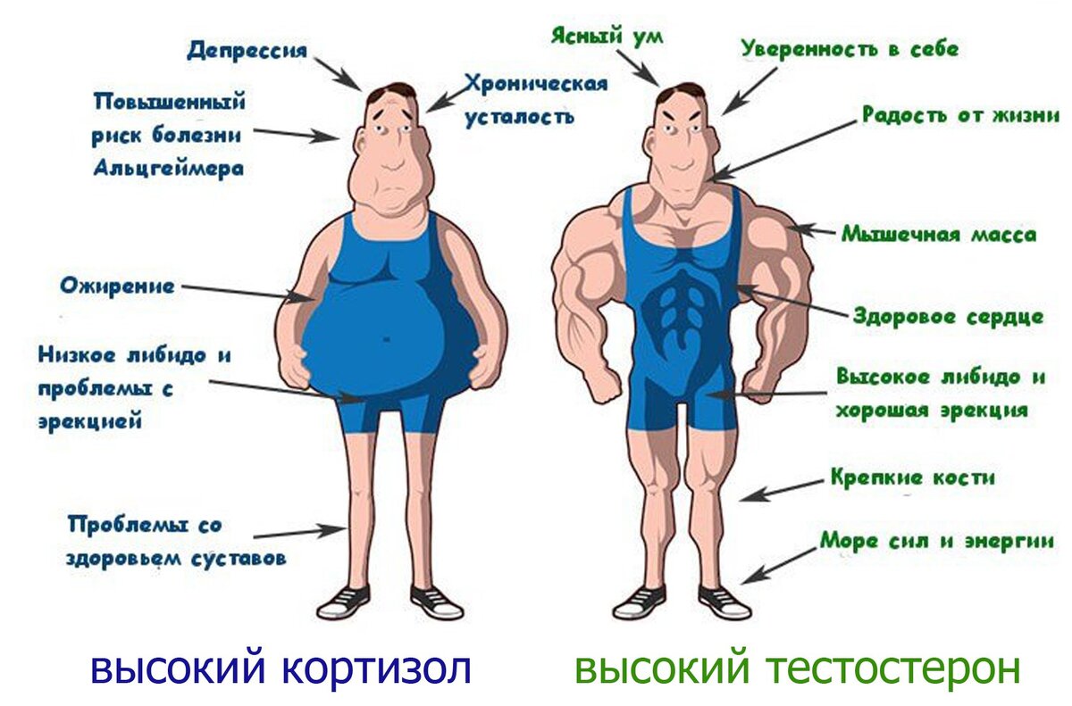 Как понизить кортизол в организме