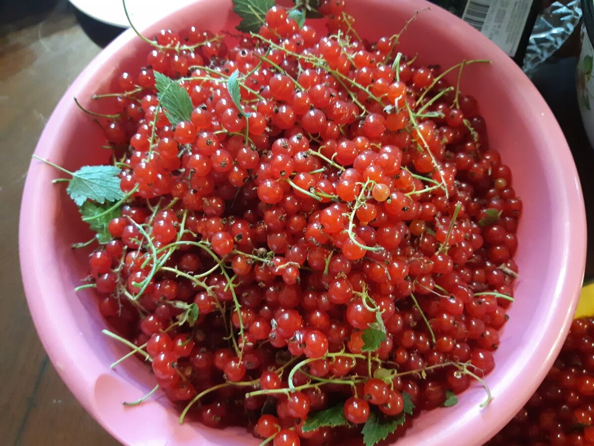 красная на веточках