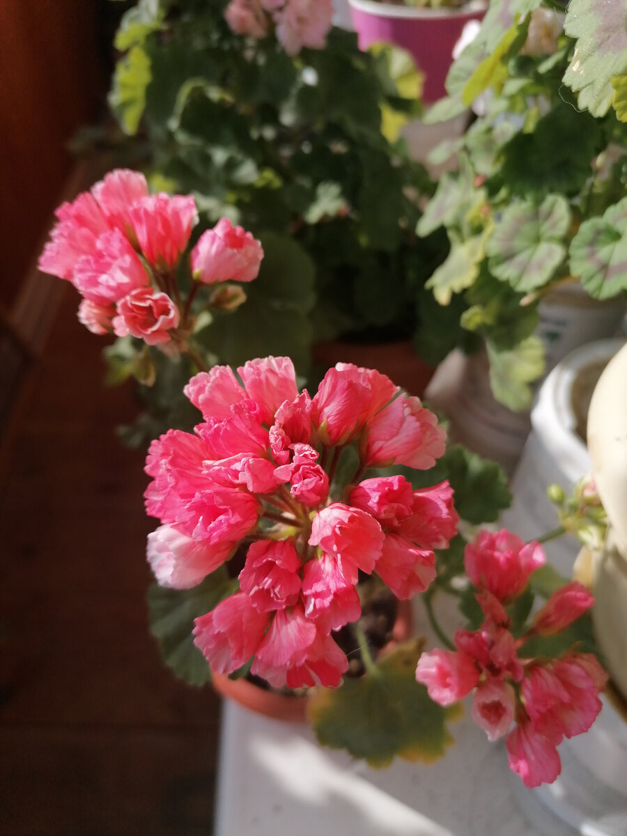 Мария-Луиза