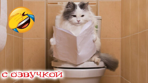 ПРИКОЛЫ С КОТАМИ! Самая смешная озвучка животных! РЖАКА ДО СЛЁЗ!