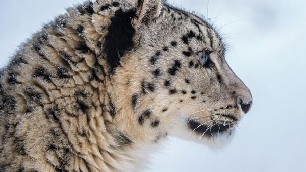   © Photo : Всемирный фонд дикой природы (WWF России)