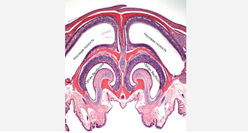 Срез носопырки маисового полоза, хоть где-то пригодился..