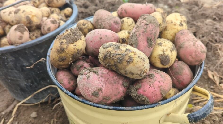 В августе, как правило, выкапывают урожай картофеля и чтобы место не пустовало, опытные садоводы сеют сидераты - это такие растения которые помогают земле восстановить плодородие и даже избавиться от-2