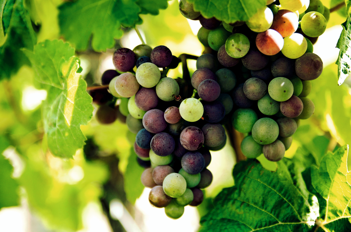 С осыпанием ягод винограда садоводы сталкиваются часто. Была такая проблема и у меня, когда я только разбил свой виноградник. Спросил у опытного виноградаря, и тот мне сказал, что не хватает поливов. Ведь тогда я поливал его «как положено» – три раза в год. У нас, в Ростовской области, когда два-три месяца стоит температура +40° С, этого, конечно, маловато.

Перешел на поливы раз в две недели, сыпаться ягоды при прикосновении к гроздям перестали. А еще ягоды стали крупными. Мой сосед, опытный виноградарь, даже спрашивал, откуда у меня такой «клон» Лоры. У него ягоды овальные короткие, а у меня длинненькие, почти в 1,5 раза крупней.
Но были и минусы: ягоды лопались у плодоножки и при созревании во время уборки сыпались, а когда начинались дожди, загнивали. Еще вкус был кисловат, приходилось урожай долго держать, пока он наберет сахар, из-за чего возникали конфликты с осами. Да и риск того, что крупные грозди соблазнят садовых воришек, всегда есть.

Поэтому поливы стали прекращать, как только виноград начинал размягчаться. Результат порадовал: почти все недостатки пропали. Так что жадничать в виноградном деле нельзя.

К сожалению, это не единственная причина, почему осыпаются ягоды винограда. Хотя многие садоводы держат виноград на сухом пайке, осыпаться виноград может и по причине грибных болезней. В основном, из-за милдью, как в этом году. Если вовремя не опрыскать виноград, то могут пострадать ягоды. На них появляются вдавленные синяки, а ягода опадает или просто вянет в грозди. Спасать урожай надо с помощью профилактических опрыскиваний. Я обработки начинаю при появлении на кустах трех-пяти листьев. И обработки провожу раз в 15 дней. Чтобы не сбиться, 1-го числа и 15-го числа каждого месяца.

Пугаться не стоит. Обработки надо прекратить за 20-30 дней до сбора плодов. А значит опрыскиваний всего четыре-пять на ранних сортах, на средних − до шести. Не так уж и много, а результат того стоит – ягоды стоят чистыми. Только на капризных сортах появляются пятна на молодых листьях, которые выросли после последней обработки. Но ими можно пожертвовать без вреда для урожая.

Может повлиять на осыпание ягод установление холодной сырой погоды. В это время, чтобы ягоды не сыпались, надо провести внекорневую подкормку: 30 г мочевины, 10 г железного купороса, 20 г борной кислоты и 10 г лимонной кислоты на 10 л воды. Причем лимонную кислоту разводят первой. Обычно такую подкормку проводят перед цветением, а борной кислотой опрыскивают после цветения.

Такая подкормка особенно полезна сортам с функционально женским типом цветка, у которых завязи осыпаются из-за плохого опыления. Правда на опыление больше всего влияет проветривание кустов. Чем лучше виноград проветривается, чем меньше на нем лишних побегов и пасынков, тем лучше опыление проходит и меньше осыпается завязей.

Только из-за плохого опыления осыпается завязь до стадии гороха. Если же процесс продолжается позднее, значит причина другая – поливы или подкормки.

А на некоторых сортах, обычно кишмишей, ягоды осыпаются при созревании. Дело в том, что их выводили для получения изюма, и осыпание ягод с гроздей при созревании считается в промышленности хорошим признаком, а мы от этого страдаем. Особенно сильно осыпается Ромулус, хотя сыпется и Русбол, и другие сорта.