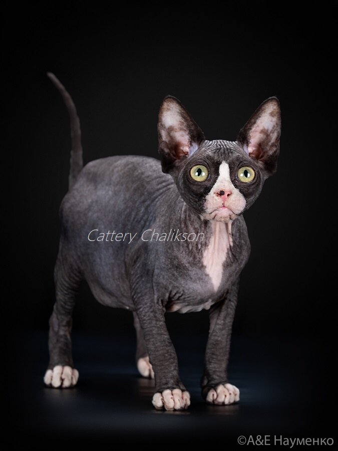 Chalikson West-сфинкс в современном типе, рождена в питомнике ЧАЛИКСОН