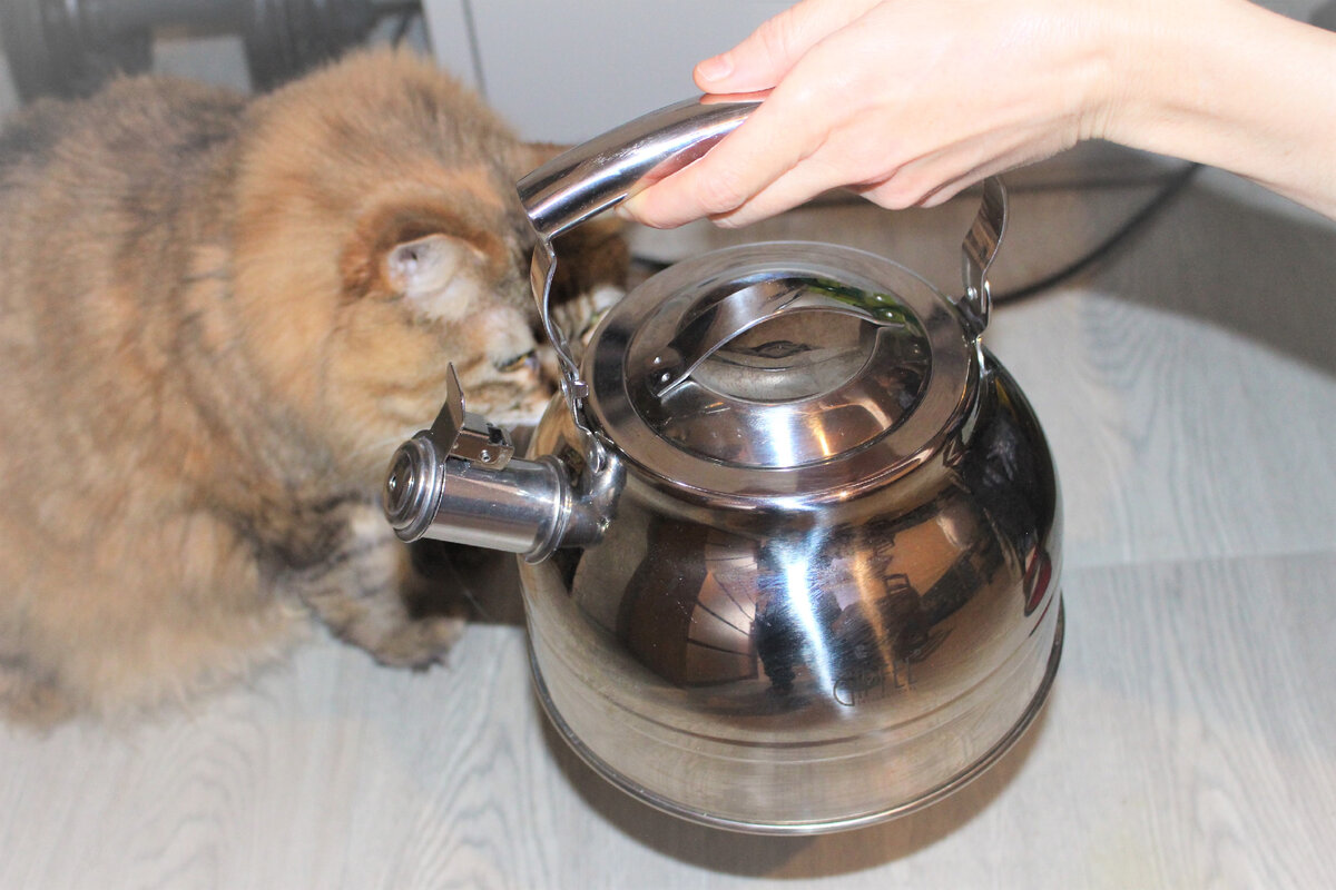 Чайник Gipfel 1128. Одобрено партнером-экспертом, без лакомства 😊 (не реклама) 