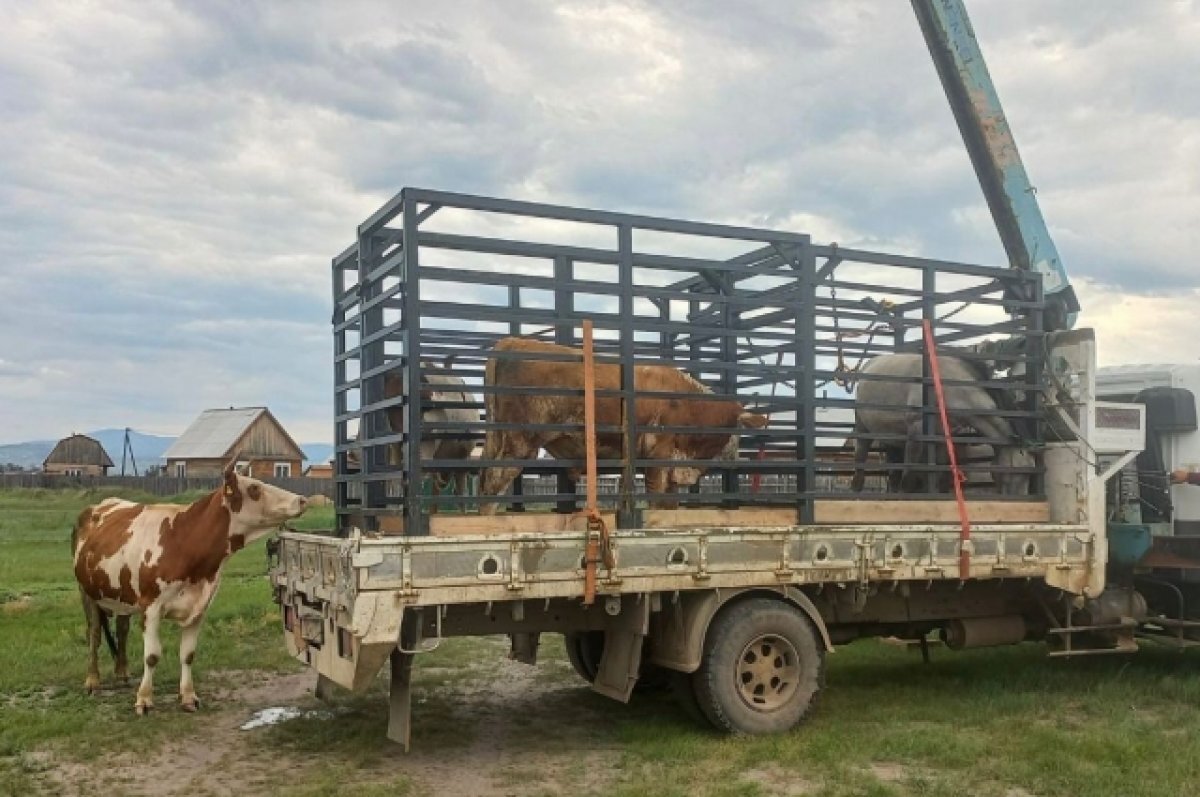    Лошадь и двух коров увезли на штрафстоянку в Улан-Удэ