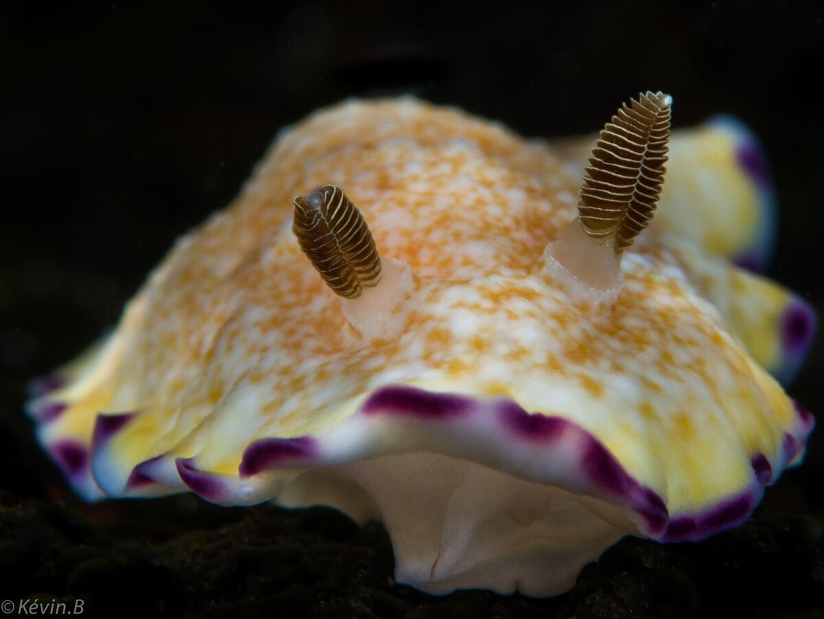 Chromodoris Alius. Фото с сайта https://www.pinterest.com/