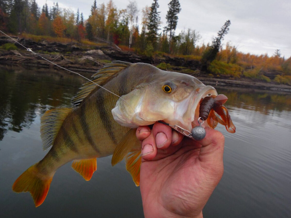 Фото с сайта: https://klev26.ru/wp-content