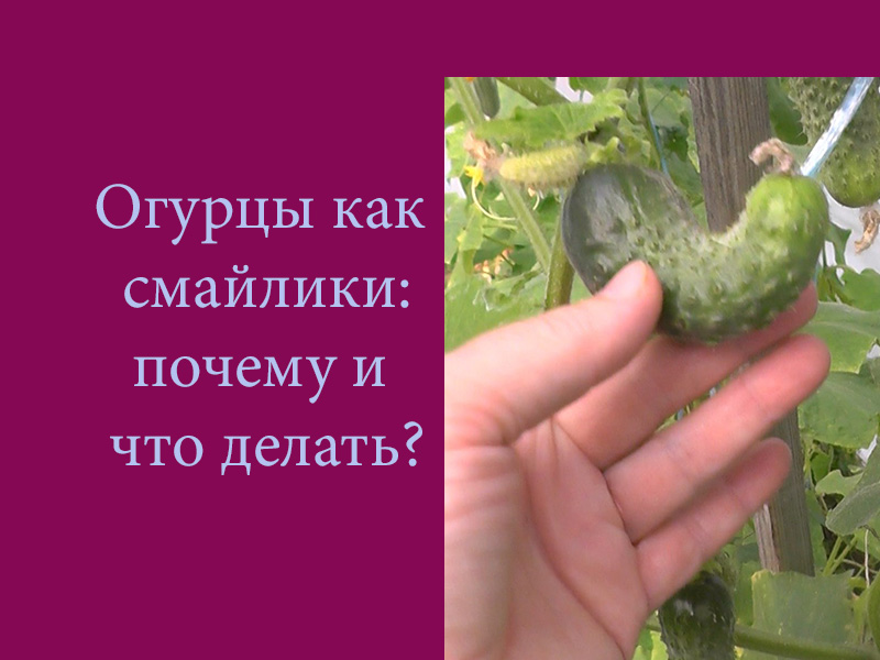Почему огурцы не дают. Огурец смайлик. Огурцы смайлики фото. Огурцы смайлик как растёт. Как стать огурцом.
