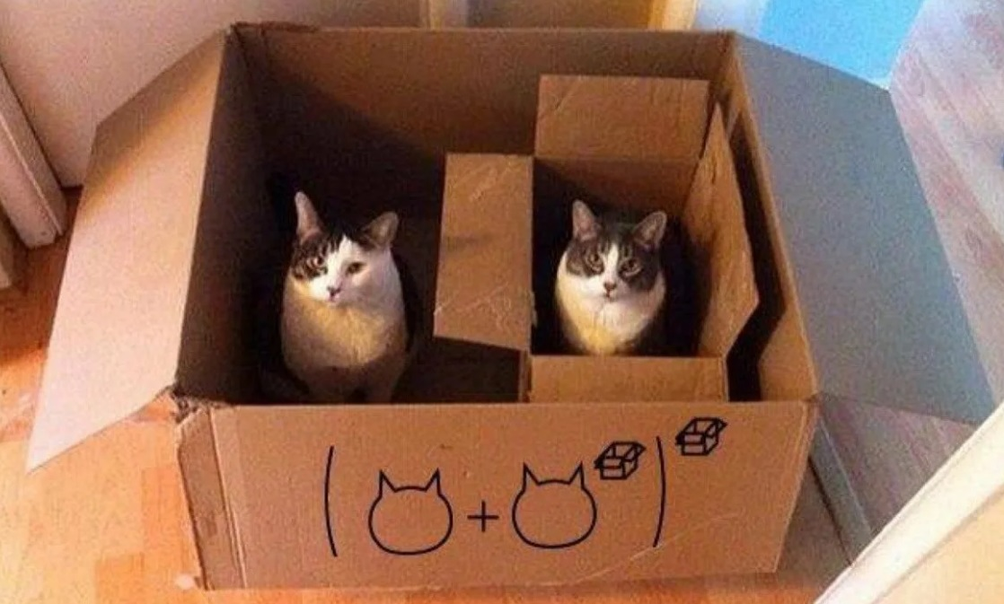 Meme's box. Котик в коробке. Коробка для кота. Смешная кошка в коробке. Котики и математика.