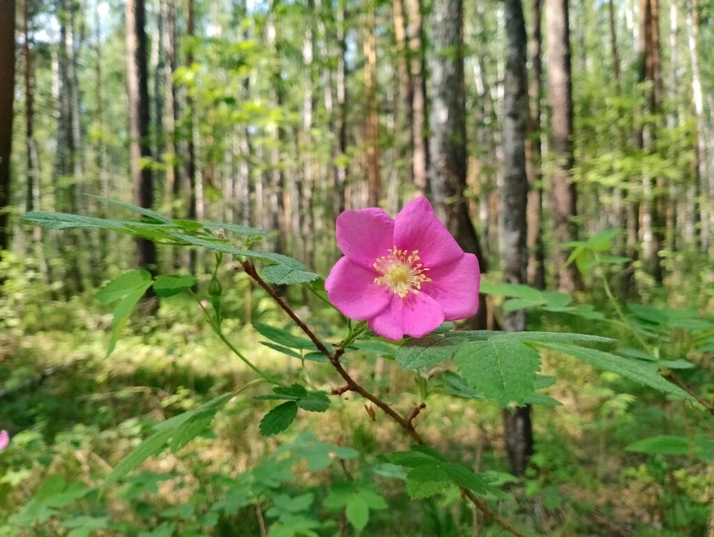 Шиповник иглистый. Фото Елены Кольцовой