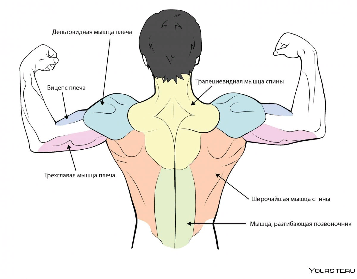 Дельтовидная мышца плеча анатомия. Задняя Дельта мышца. Дельтовидная мышца спины. Задняя дельтовидная мышца упражнения.