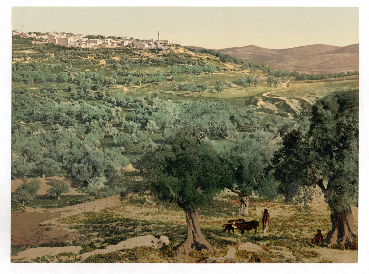 Самария. Палестина.