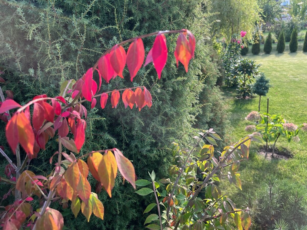 Euonymus PLANIPES