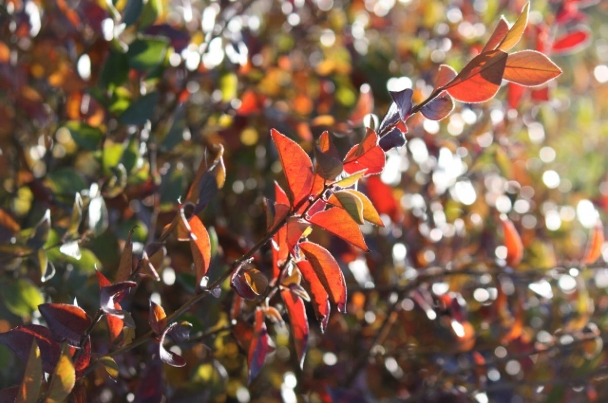    До +21 градуса потеплеет в Свердловской области на следующей неделе