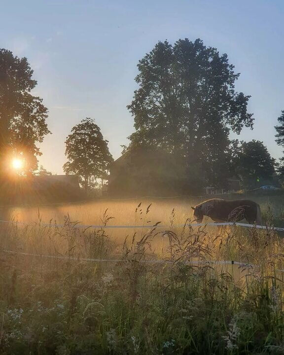 Картинка из интернета . Самое любимое время суток - раннее утро.