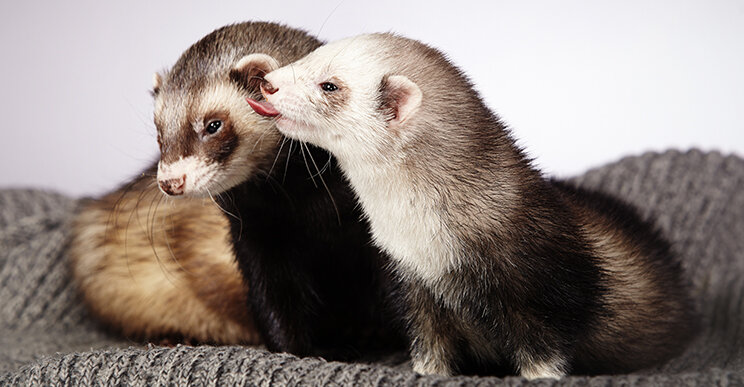 Домашние хорьки требуют особого ухода. В раннем возрасте они ласковы и любвеобильны, но в период полового созревания могут проявлять агрессию и непослушание. Чтобы утихомирить необычного друга, владельцам рекомендуется провести кастрацию или стерилизацию хорька. Данная процедура выполняется квалифицированными специалистами в ветеринарной клинике.

В статье мы рассмотрим, зачем проводят кастрацию или стерилизацию хорьков, рекомендуемый возраст, правила подготовки и способы проведения процедуры, советы по уходу после вмешательства.

Рекомендации по кастрации (стерилизации) хорьков
При отсутствии вязки у домашних хорьков нарушается гормональный фон, что влечет серьезные проблемы со здоровьем. У самок начинается течка, которая заканчивается только при наступлении беременности. Если зачатия не произойдет, у животного возникнет анемия, резко снизится иммунитет, что может привести к летальному исходу.

Отсутствие вязки у представителей мужского пола также не проходит бесследно. Из-за нарушений гормонального сбоя у самцов появляются нарушения в работе внутренних органов, что также не исключает преждевременную смерть питомца.

Для исключения подобных последствий проводится кастрация самцов или стерилизация самок. Процедуру необходимо делать домашним животным, если владелец не планирует проводить случки для получения потомства.

Показания и противопоказания
Кастрация и стерилизация хорьков проводится по желанию владельца, а также по медицинским показаниям.

Показания к кастрации/стерилизации:

гормонозависимые заболевания;
патологии органов мочеполовой системы.
Противопоказания к процедуре:

хирургическую кастрацию не рекомендуется проводить зрелым животным, при которой вводится анестезия, провоцирующая нагрузку на сердце;
химическую кастрацию нельзя проводить при ряде заболеваний печени, мочеполовой системы, опухолевидных образований и других хронических патологий.
Перед процедурой хорька осматривает врач, проводится обследование.

Возраст
Лучший возраст для проведения стерилизации – 6-10 месяцев. Именно в этот период происходит половое созревание у хорьков.

Более точно определить подходящее время для проведения процедуры помогут такие признаки: самцы начинают метить территорию в доме, у самок появляется течка.

Не рекомендуется ранняя кастрация животного, до периода полового созревания. Данная процедура может нарушить естественный процесс формирования мочеполовых органов и остановить рост.

Плюсы и минусы
Хорьки – одни из немногих животных, для организма которых кастрация приносит больше пользы, чем вреда.

Преимущества стерилизации/кастрации хорьков:

после процедуры хорьки становятся более послушными и ласковыми, легко поддаются дрессировке;
самцы перестают метить в углах;
животное прекращает поиск полового партнера;
снижаются риски развития ряда заболеваний;
увеличивается продолжительность жизни.
К минусам можно отнести возможные послеоперационные осложнения и риски возникновения побочных реакций после введенных гормональных препаратов, применяемых в процессе химической стерилизации.