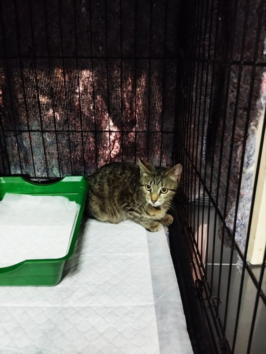 Маленькая Бри немного опешила от смены обстановки