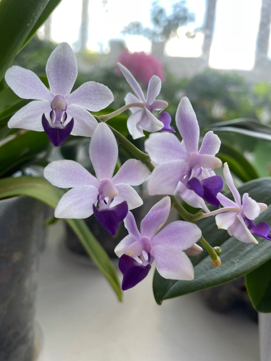 Орхидея фаленопсис, любимый Сапфир