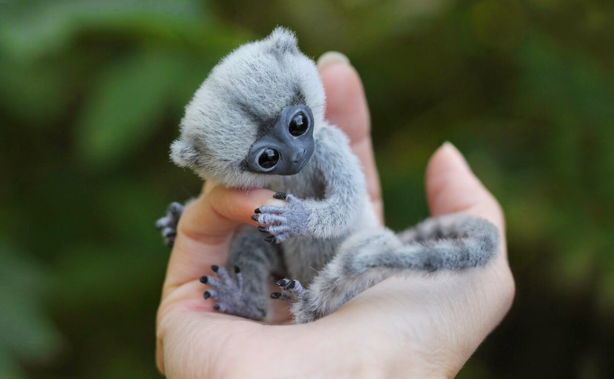 Мармозетка