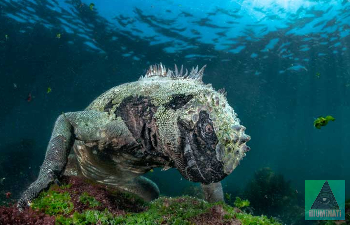 Голополосская морская игуана, она пасеться под водой на зеленых и красных водрослях. Морские игуаны являються единствеными в мире ящерицами, которые плавают и кормяться в воде. Чарльз Дарвин описал их как,- "ужасное зрелище", но вот фотограф Пьер Манэ все же счел нужным запечатлить и такую эстетику