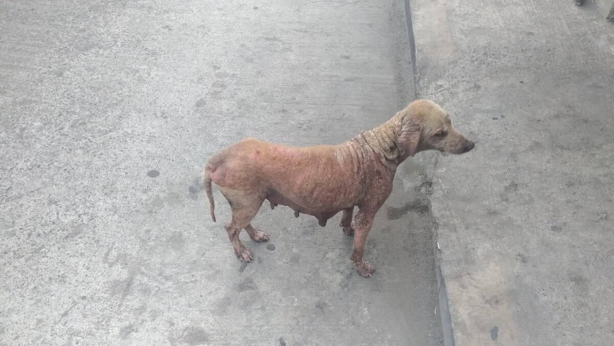 Больная собака на рынке.