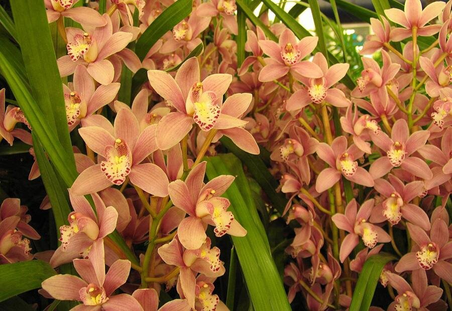 Орхидеи Цимбидиум (Источник: Яндекс.Картинки)