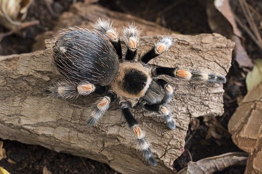 https://cdn.pixabay.com/photo/2018/09/09/14/36/brachypelma-smithi-3664725__340.jpg