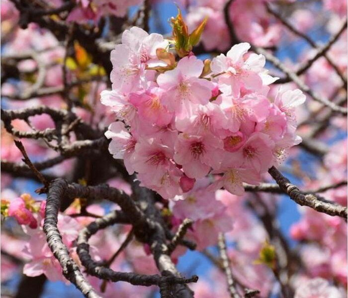 Изображение взято из открытых источников Яндекс.Картинки