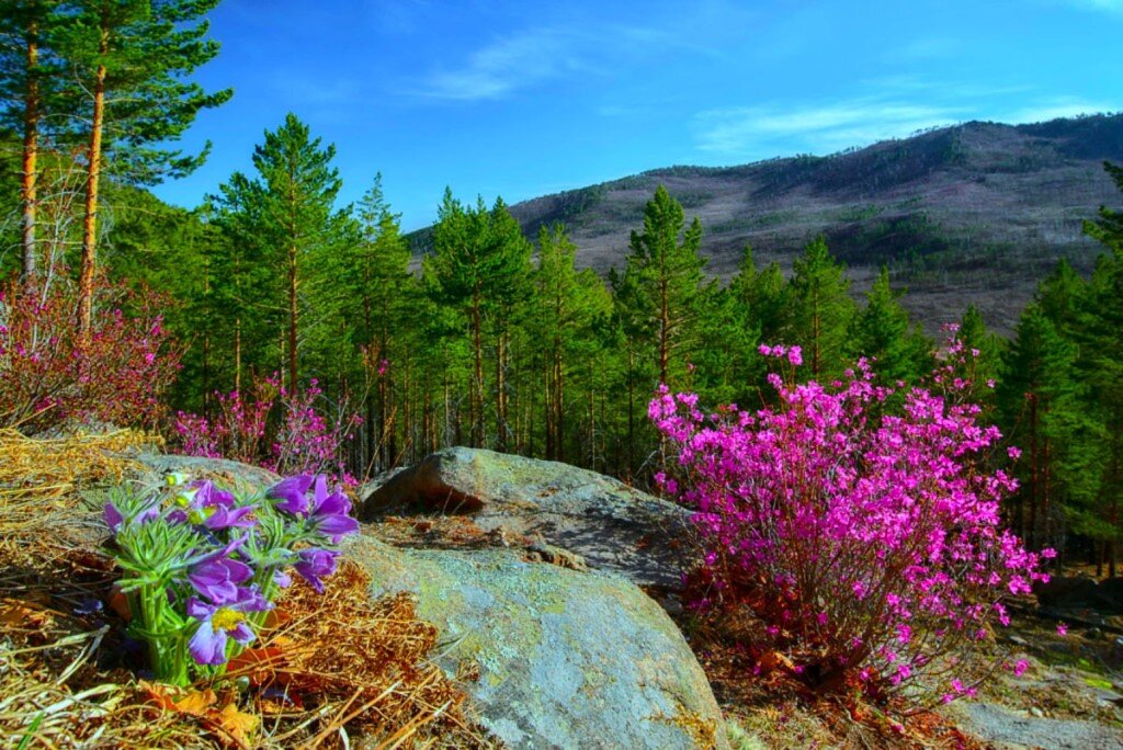 Багульник и сон-трава - фото из свободного доступа "Яндекс-картинки"