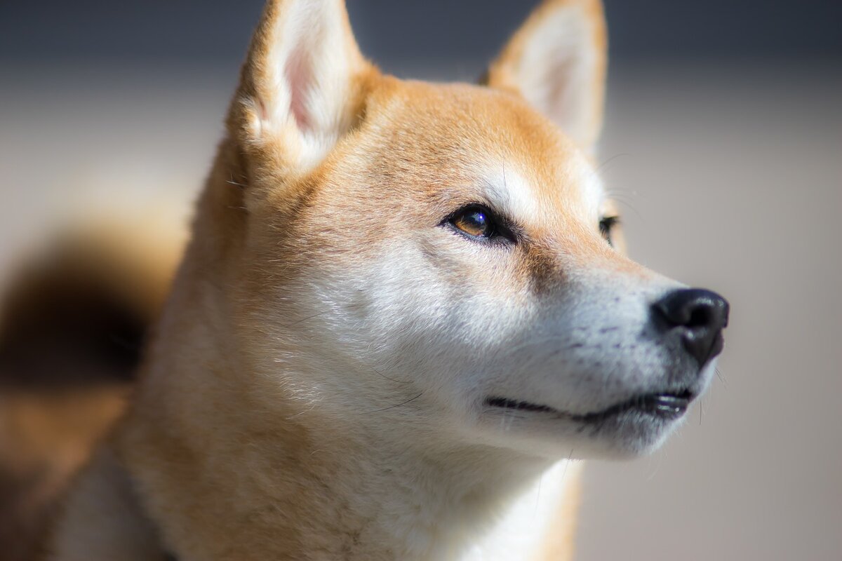 https://cdn.pixabay.com/photo/2018/01/17/00/46/shiba-inu-3087207_1280.jpg