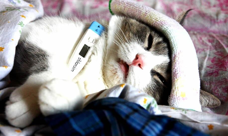 Каждый день люди ждали худшего, но больной котенок, в котором еле теплилась жизн