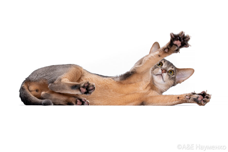 Котенок в доме это не только радость, но и хлопоты. Как облегчить себе жизнь и не навредить котенку?